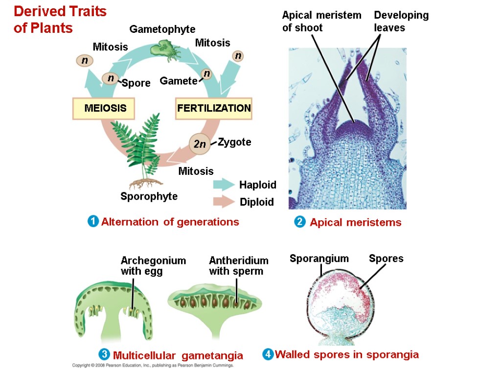 Derived Traits of Plants Gametophyte Mitosis Mitosis Spore Gamete Mitosis n n n n